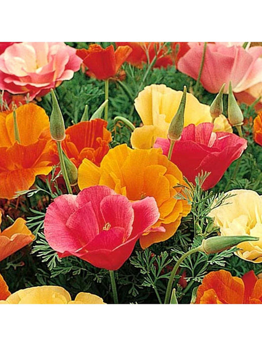 500 Seeds California Poppy Mission Bells Mix - Eschscholzia californica - GroCo