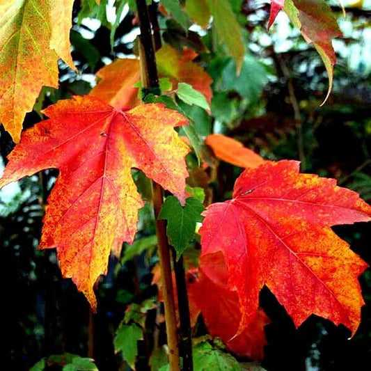 Japanese Maple Tree Seeds - Red Sunset Variety (Acer rubrum) for Landscaping or Bonsai