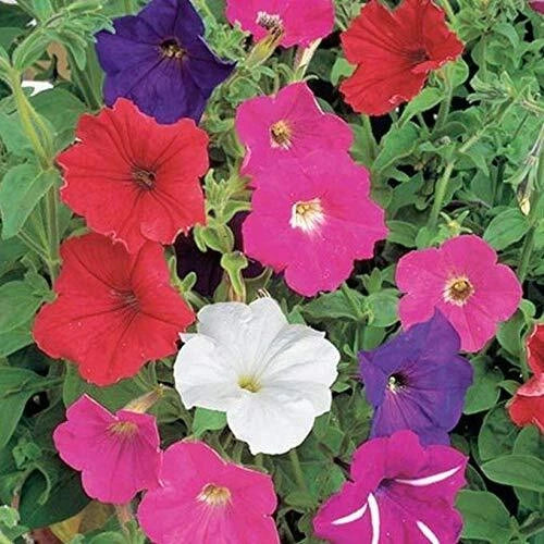 Dwarf Petunia Mix Seeds - 2000+ Petunia Nana Compacta Flower Seeds - Annual - USA