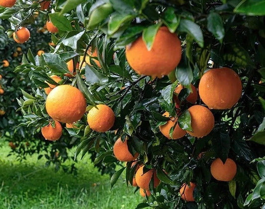 California Navel Orange Scions Cuttings 6-8 Inches for Grafting Rooting - Citrus sinensis