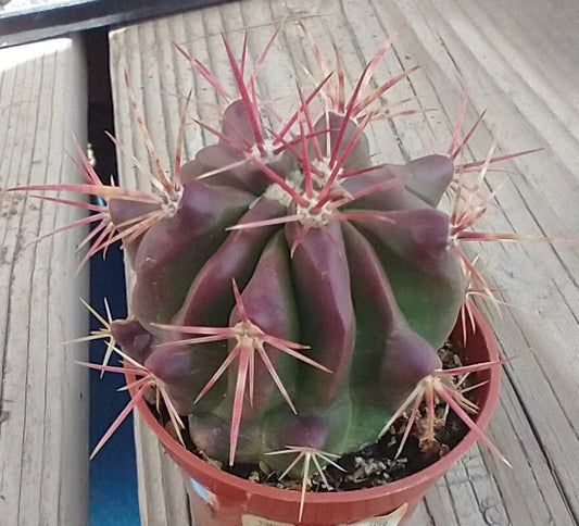 Red Spine Barrel Cactus - Ferocactus pilosus 'Stainesii' - Desert Plant - Succulent - Drought Tolerant Cactus