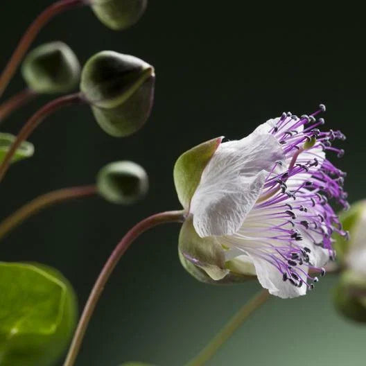 Caper Seeds - 25 Count - Capparis spinosa - Heirloom Edible Plants for Home Gardening