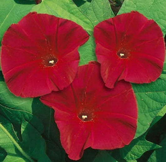Morning Glory Seeds - Scarlett O'Hara Red Vine - AAS Winner Heirloom Non-GMO - 100 Seeds