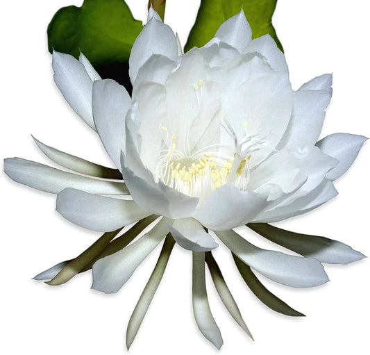 Rooted Live Epiphyllum Oxpetalum Orchid Plant, Queen of the Night, White Blooming Flower