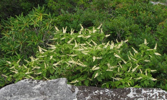Mountain Pepper Bush Seeds - 30+ Count - Clethra acuminata - Aromatic Shrub Seeds - Native Plant Gardening
