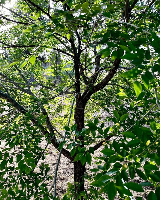 Organic Elm Tree Non-Rooted Cuttings 6" Long - 4 Count - Ulmus Americana - Grown in U.S.A.