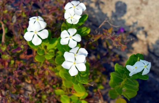 Dwarf White Periwinkle Seeds - 100+ Count Vinca Little Blanche Ground Cover Flowers