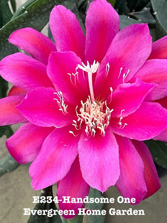 Rooted Epiphyllum Orchid Cactus Plant “Handsome One” in 4” Starter Pot - Unique Houseplant for Indoor Gardening