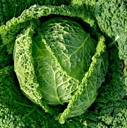 Savoy Cabbage Seeds - Italian Variety for Minestrone Soup - Non-GMO - 500 Seeds
