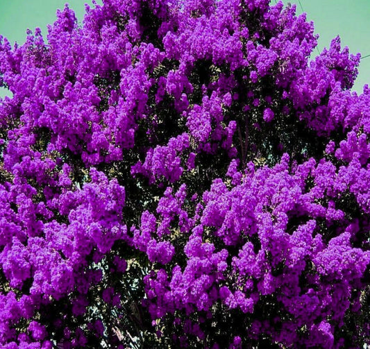 Live Plants - 2 Rooted Dark Purple Crepe Myrtle Bushes - Flowering Lagerstroemia índica