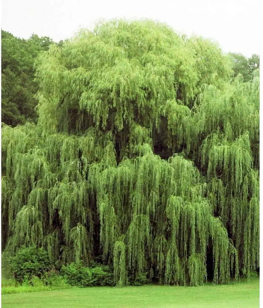 Weeping Willow Tree Cuttings - 24 Pack - Beautiful Arching Canopy - Salix babylonica