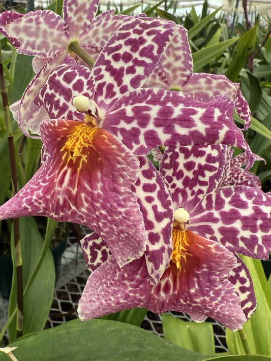 Orchid Plant - Rooted Bulb - Oncidium Variety - Bare Root - No Tag - Ideal for Home Decor