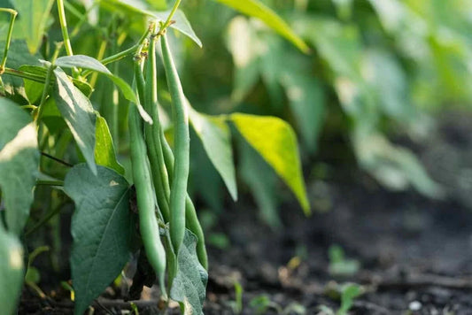Jade Bush Green Bean Seeds - Stringless Non-GMO Variety - Phaseolus vulgaris - Ships Free