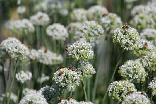 Mountain Mint Seeds - 100+ Seeds - Pycnanthemum virginianum - Aromatic Herb for Garden Planting - Free U.S. Shipping