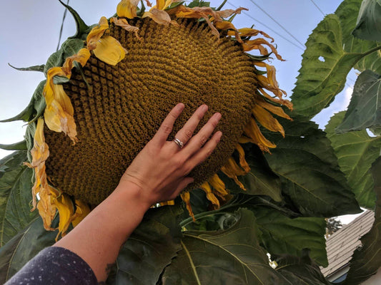 Mammoth Grey Stripe Sunflower Seeds - 25+ Count - Giant Sunflowers - Helianthus annuus - Fresh Quality