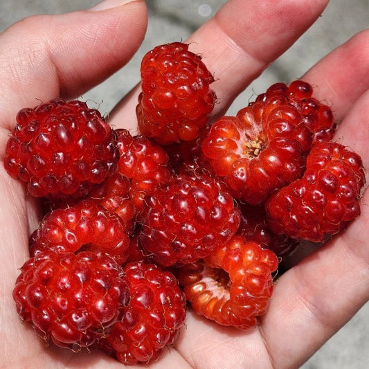 Red Raspberry Bare Root Starter Cane | Sweet, Hardy Variety | Rubus idaeus