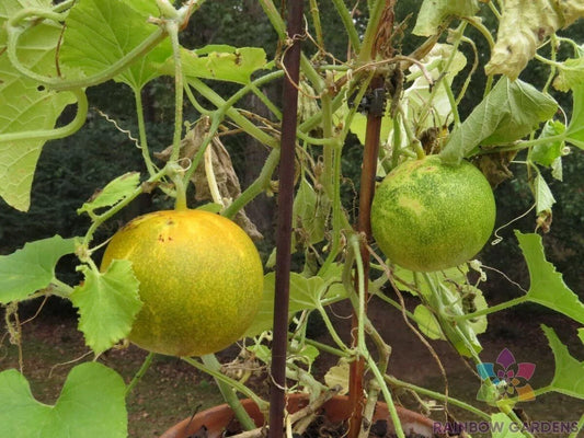 Dosakai Cucumber Seeds - 25+ Pack for Garden Planting - Cucumis sativus - USA Grown, Non-GMO