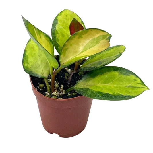 Variegated Hoya Australis Plant in 2 Inch Pot, Live Rooted Rare Succulent, Houseplant for Indoor Gardening