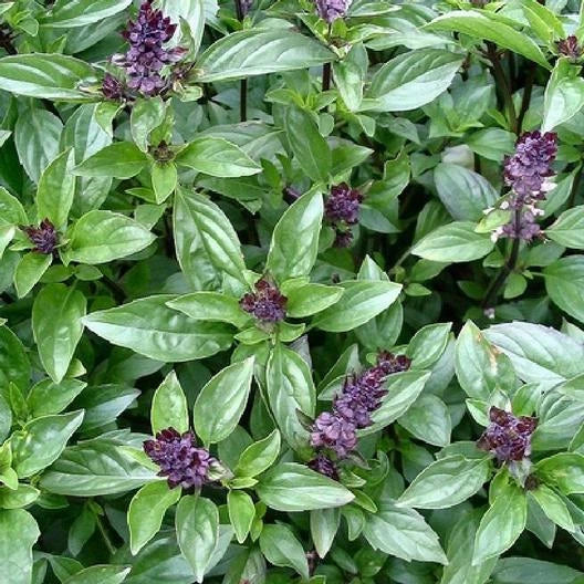 Cinnamon Basil Seeds - 1000 Count Non-GMO - Ocimum basilicum Herb for Cooking and Gardening