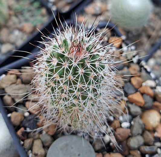 Echinocereus Chisoensis Bare Root Cactus | Unique Desert Plant for Succulent Gardens | Echinocereus species