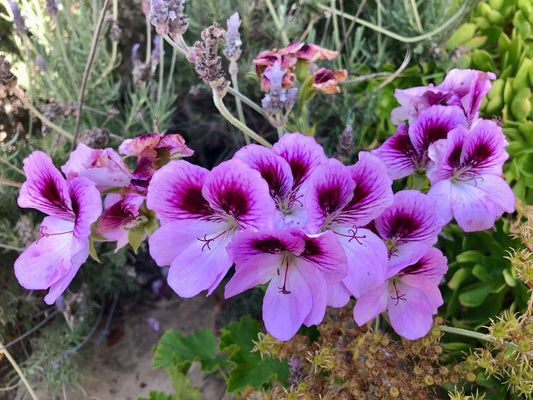 Lavender Purple Pelargonium Fancy Regal Geranium 6" Live Plant Cutting - Pelargonium x hortorum