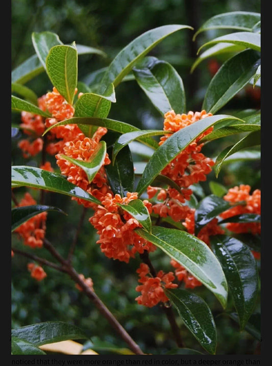 Osmanthus fragrans 'Beni Kin Mokusei' Red Sweet Tea Olive - Rooted Starter Plant