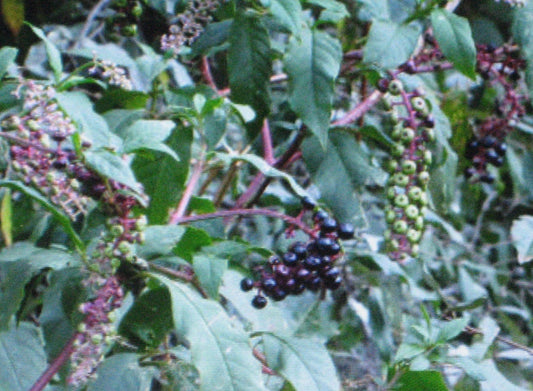 Pokeberry 25 Seeds - Edible Poke Sallet - Phytolacca americana