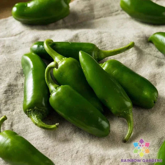 Jalapeno Tam Hot Pepper Seeds - 25+ Pack for Garden Planting - Capsicum annuum - USA Grown, Free Shipping