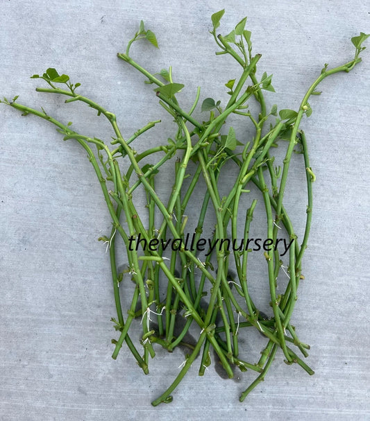 Sweet Potato Slips - 10 Fresh Rooted Cutting Vines - Ipomoea batatas - Ideal for Home Gardens and Planting