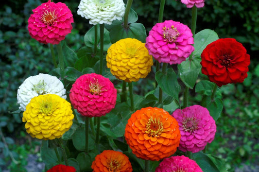 Lilliput Zinnia Seeds Mix, NON-GMO, Colorful Varieties, Zinnia elegans, Garden Flower Seeds