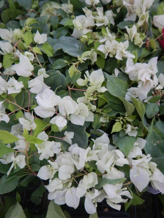 Live Bougainvillea Starter Plant - Sunstone White - Well Rooted - (Bougainvillea glabra) - USA Seller