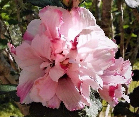 Double Pink Rose of Sharon Hibiscus Althea Live Plant 1/2-1' Starter, Fast Growing, Low Maintenance, Bare Root