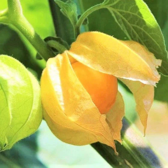 Strawberry Ground Cherry Seeds - 200+ Count - Orange Yellow - Physalis pruinosa - Perfect for 2025 Planting