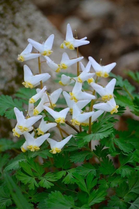 Dutchman Breeches Bulbs Bareroot Dicentra Cucularia Perennial Flowers for Shade Gardens