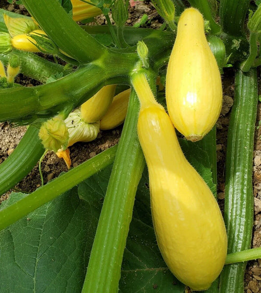 Premium Straightneck Summer Squash Seeds - 20 Fresh Harvested Seeds - Cucurbita pepo