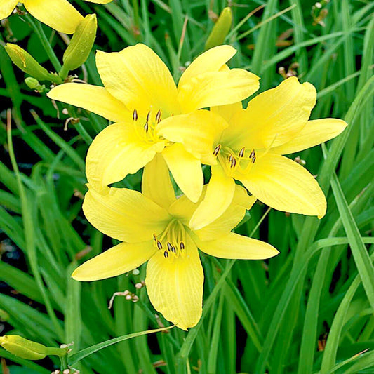 Daylily Plants 25 Bare Root Hyperion Yellow Perennial Flowers (Hemerocallis 'Hyperion')