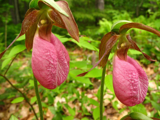 Pink Lady’s Slipper Plant - Double Crown (2 Bud/Bloom) - Cypripedium Acaule - Rare Native Orchid for Garden and Landscape