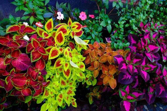 Coleus Seeds - 100+ Count Rainbow Mix - Colorful Foliage for Planting - Plectranthus scutellarioides - Ships from USA