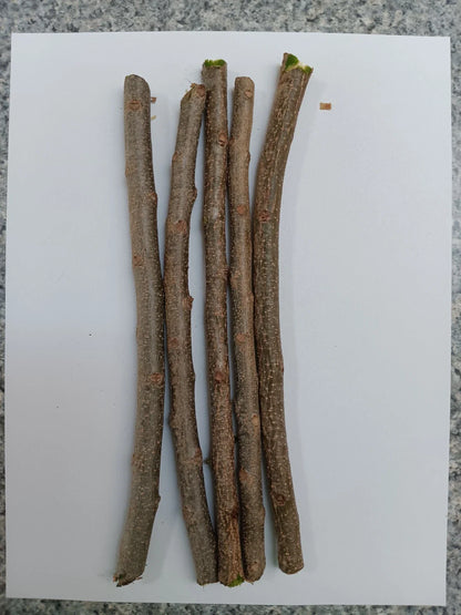 3 Fresh Hog Plum Cuttings – Spondias purpurea Ciruela Spanish Plum – Tropical Fruit Tree – Unrooted Live Stems for Propagation
