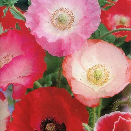 Poppy Seeds 2000 Count Shirley Mix Red & Pink Fall Planting Rhoeas European Fields