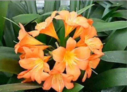 Large Orange Clivia Plant - Bare Root - Clivia miniata - Indoor Tropical Houseplant - US Seller