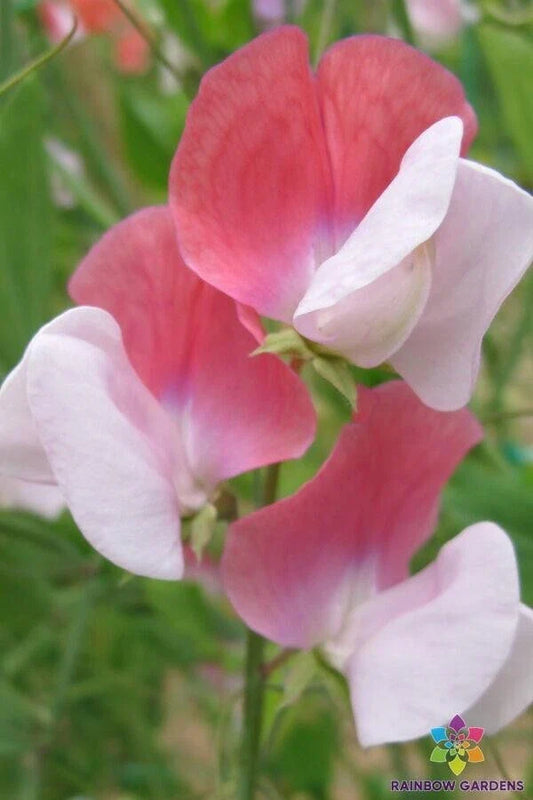 Painted Lady Sweet Pea Seeds - 50+ Pack - Lathyrus odoratus - Garden Planting - USA