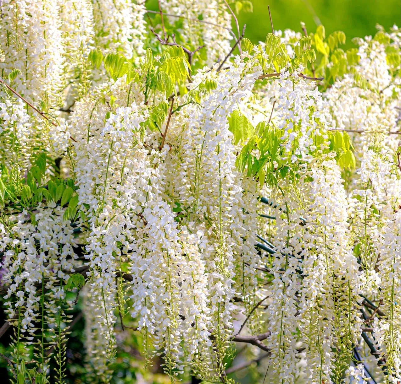 White Wisteria Seeds - 5 Rare Seeds for Planting - Wisteria sinensis Alba - Garden Flower Seeds