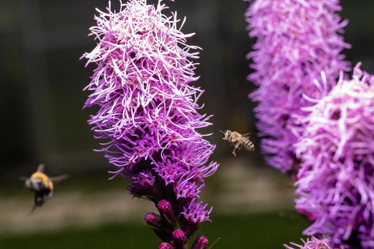 Kobold Dense Blazing Star Seeds - Liatris spicata - 25+ Seeds for Planting, Perennial Flower Garden
