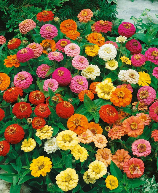 Zinnia Seeds - Thumbelina Mix Dwarf - Attracts Butterflies & Hummingbirds - AAS Winner - Non-GMO - 200 Seeds