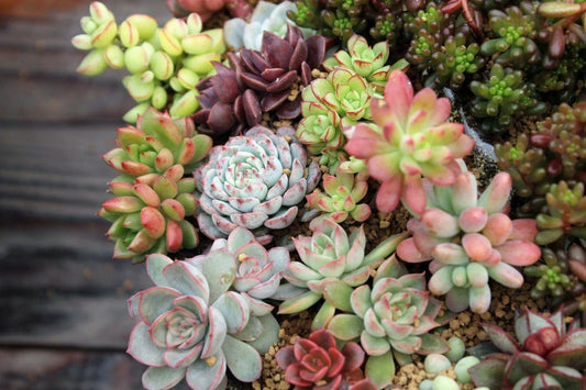 Assorted Succulent Cuttings - 10 Varieties for Garden Decor - Perfect for DIY Arrangements - Ideal for Home & Office