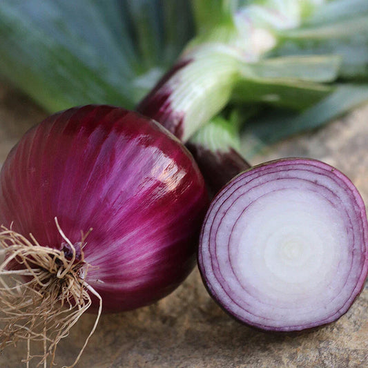 Ruby Red Onion Seeds, NON-GMO, Long Day Variety, Heirloom Quality, Free Shipping