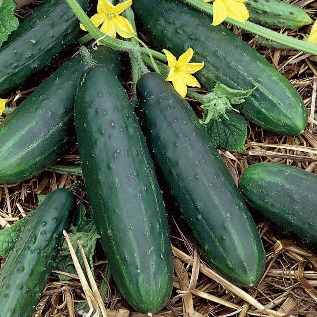 Spacemaster 80 Cucumber Seeds | Heirloom Non-GMO Variety | Cucumis sativus | Free Shipping