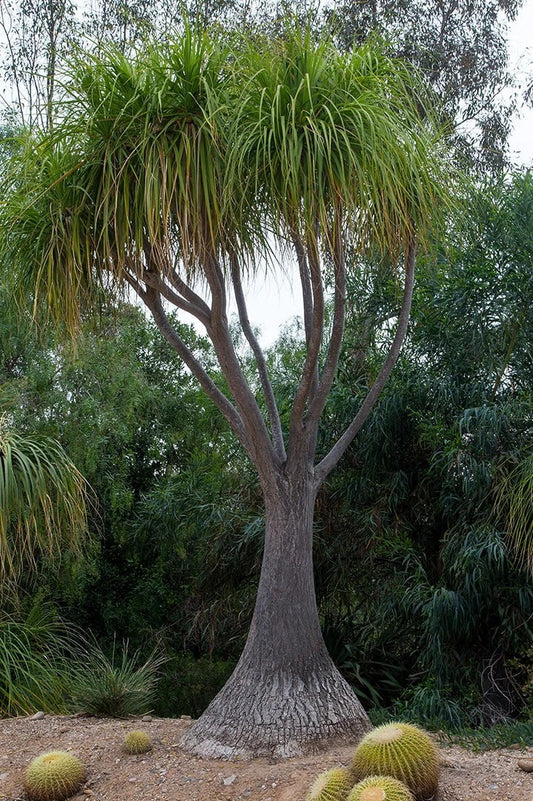 Ponytail Palm Seeds - Beaucarnea Recurvata - 20 Pack - Exotic Houseplant Seeds for Indoor Gardening