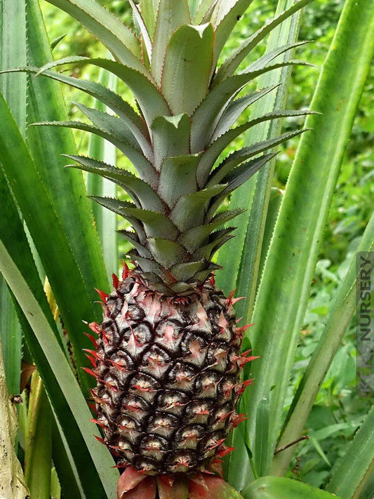 Smooth Cayenne Pineapple Seeds - 15+ Seeds for Garden Planting - Ananas comosus - USA Grown, Free Shipping